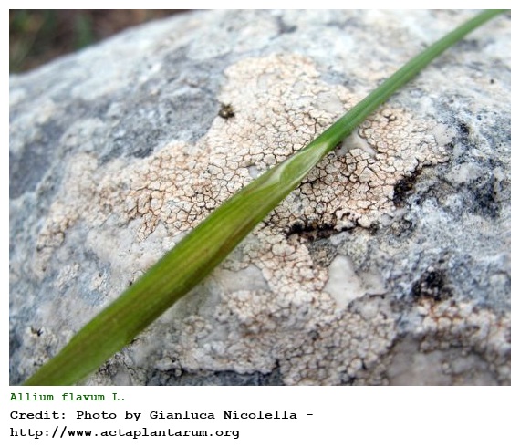 Allium flavum L.